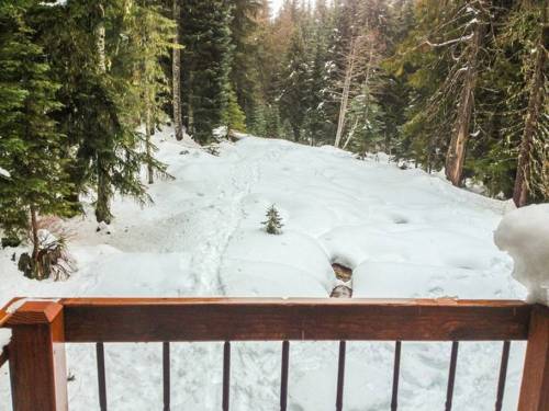 A snowy landscape with a small tree, viewed from a wooden railing surrounded by tall evergreen trees.