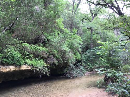 A serene forest scene with a clear stream flowing through lush greenery and rocky banks.