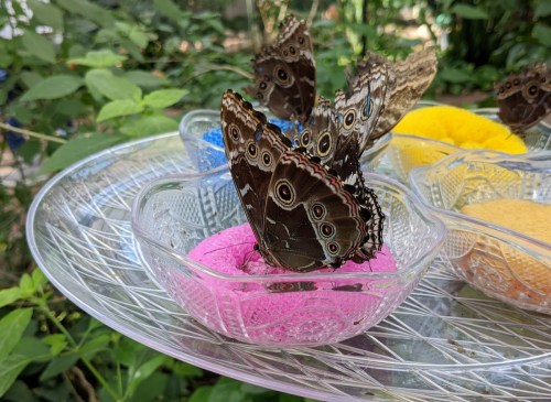 A close-up of butterflies resting on colorful bowls filled with soft material, surrounded by lush greenery.