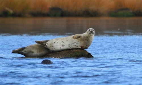 Two seals resting on a rock in a calm body of water, surrounded by tall grass and a blurred background.