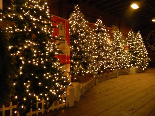 A row of beautifully lit Christmas trees with twinkling lights, set against a dark background.
