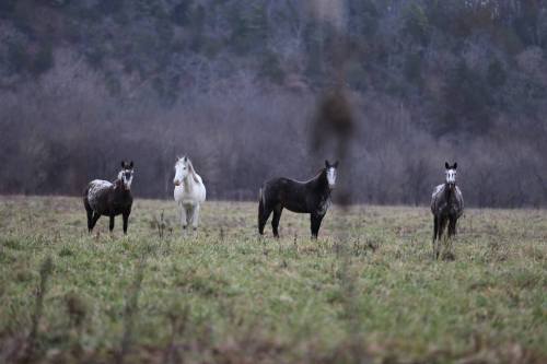 Four horses stand in a grassy field, surrounded by trees in the background, under a cloudy sky.