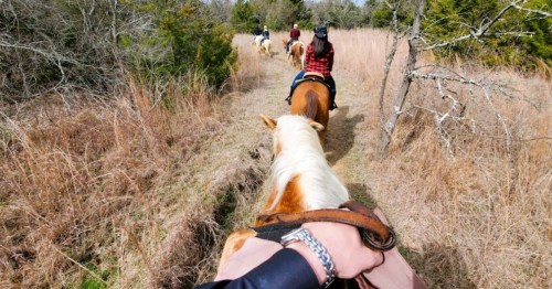 A view from horseback, showing riders on a trail through tall grass and trees.