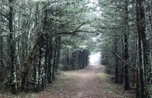 A misty forest path lined with tall trees, leading to a bright light in the distance.