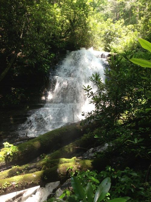 A serene waterfall cascades over rocks, surrounded by lush green foliage and moss-covered logs.