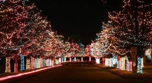 A festive street lined with trees adorned in colorful holiday lights, creating a cheerful nighttime atmosphere.