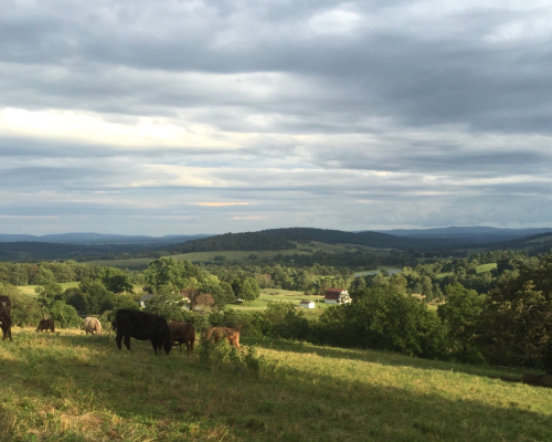 A scenic landscape with cows grazing on green hills, under a cloudy sky and distant mountains.
