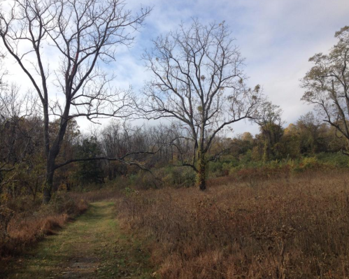 A winding path through a forest with bare trees and autumn foliage under a cloudy sky.