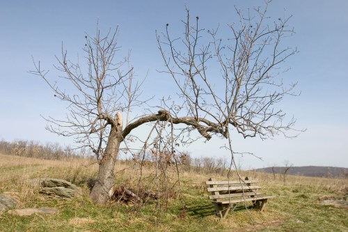 A bare tree with a twisted branch leans over a wooden bench in a grassy field under a clear blue sky.