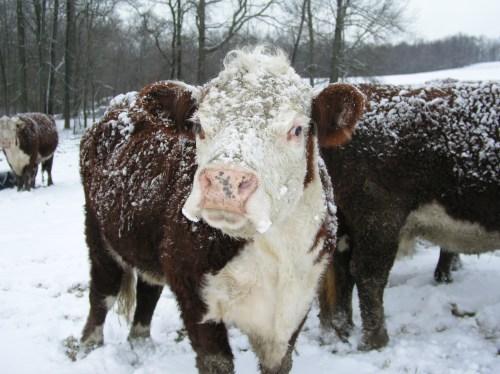 A snowy landscape with a close-up of a cow covered in snow, surrounded by other cows in the background.