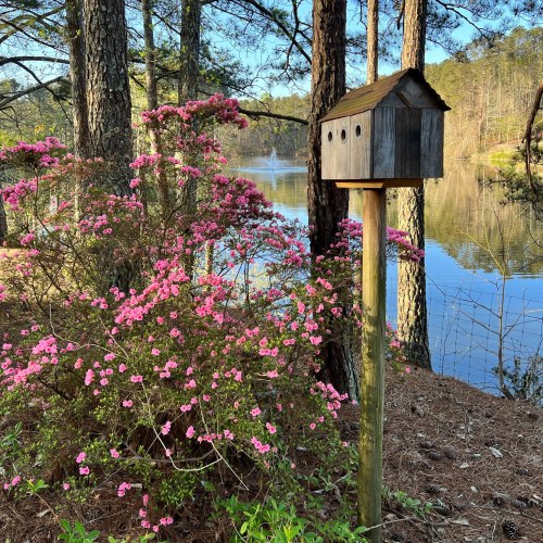 A wooden birdhouse on a post beside a flowering bush and a serene lake with trees in the background.