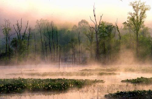 A misty landscape with water lilies, trees, and fog rising over a tranquil lake at dawn.