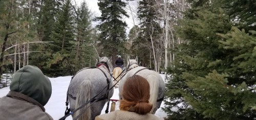 A view from behind of two horses pulling a sled through a snowy forest, with riders visible in the distance.