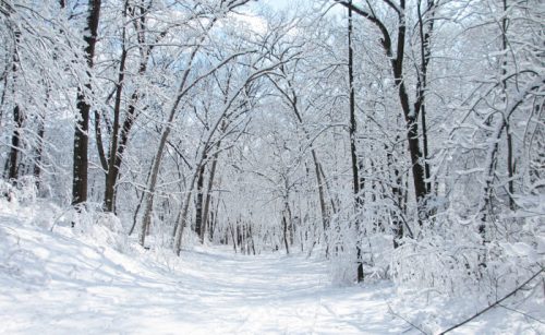 A serene winter landscape with snow-covered trees lining a quiet path under a clear blue sky.