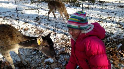 A girl in a pink jacket smiles at a deer through a fence, with another deer in the background on a snowy ground.