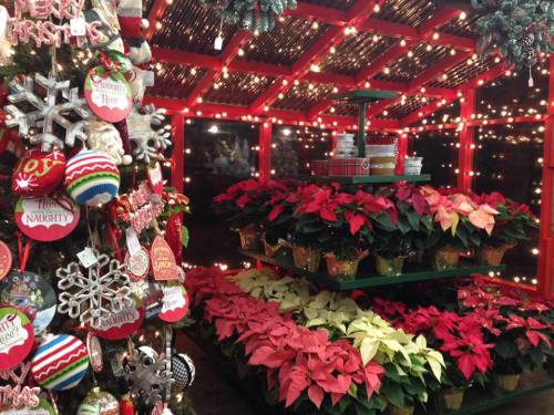 A festive display of poinsettias surrounded by holiday decorations and lights in a greenhouse setting.