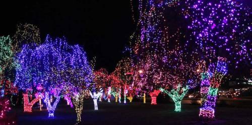 Colorful trees adorned with vibrant holiday lights, creating a festive atmosphere at night.