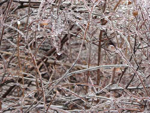 Icicles glisten on bare branches, creating a sparkling, icy landscape in a winter scene.