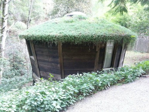 A unique wooden structure with a grassy roof, surrounded by greenery and trees in a natural setting.