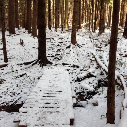 A snowy forest path with a wooden bridge crossing a small stream, surrounded by tall trees.