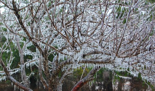 A tree with bare branches covered in glistening ice, creating a sparkling, wintery scene.