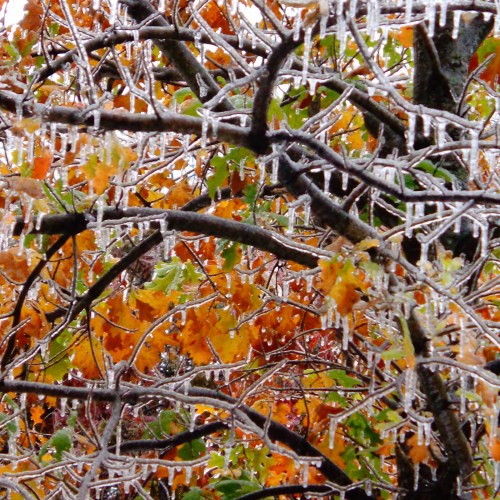 Icicles hang from colorful autumn leaves on bare branches, creating a striking contrast of ice and fall foliage.