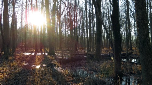 Sunlight filters through bare trees in a serene, wetland forest scene, with reflections on the water below.