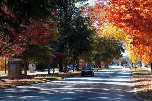 A tree-lined street in autumn, showcasing vibrant red and yellow leaves, with a car driving down the road.