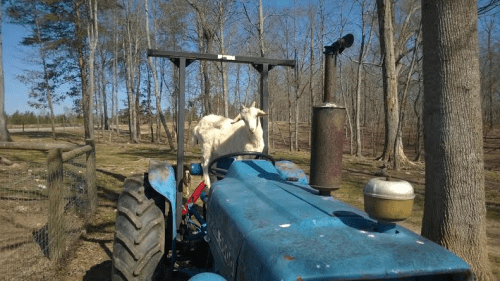 A goat stands on the hood of a blue tractor in a wooded area on a sunny day.