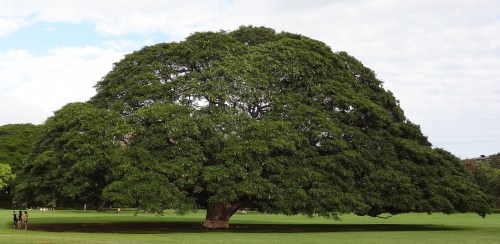 A large, lush tree with a wide canopy stands in a grassy field, with a few people nearby enjoying the scenery.