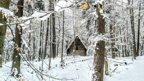 A cozy log cabin nestled in a snowy forest, surrounded by tall trees and a blanket of fresh snow.