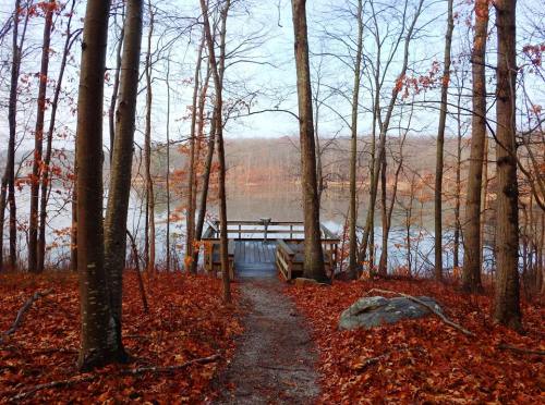 A serene path through autumn trees leads to a wooden dock by a calm lake, surrounded by fallen leaves.