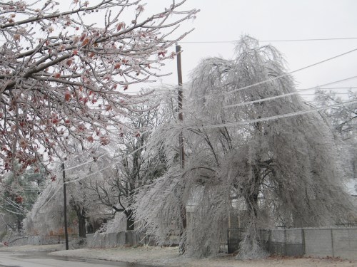 A winter scene with icy trees and branches, power lines, and a gray sky, creating a serene, frosty atmosphere.