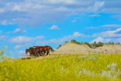 A group of horses grazing in a grassy field with rolling hills and a blue sky filled with clouds in the background.