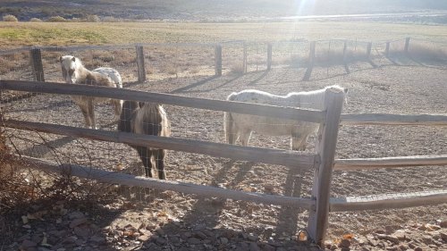 Three horses stand behind a wooden fence in a sunlit, open field.