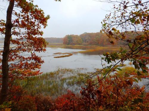 A serene wetland scene with autumn foliage reflecting in calm waters under a cloudy sky.