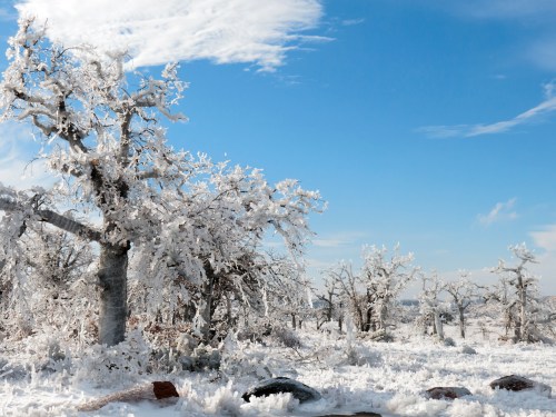 Frost-covered trees under a bright blue sky, creating a serene winter landscape.