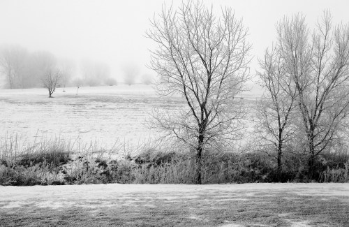 A foggy winter landscape with bare trees and a snowy field, creating a serene, monochromatic scene.