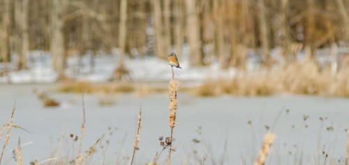 A small bird perched on a tall plant stalk, with a snowy landscape and trees in the background.
