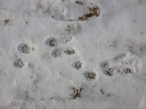 Paw prints in the snow, showing a trail with multiple sets of tracks and some grass peeking through.