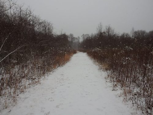 A snowy path through a winter landscape, flanked by bare trees and tall grasses.