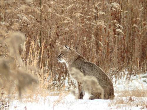 A lynx sits quietly in a snowy field, surrounded by tall grasses and plants.