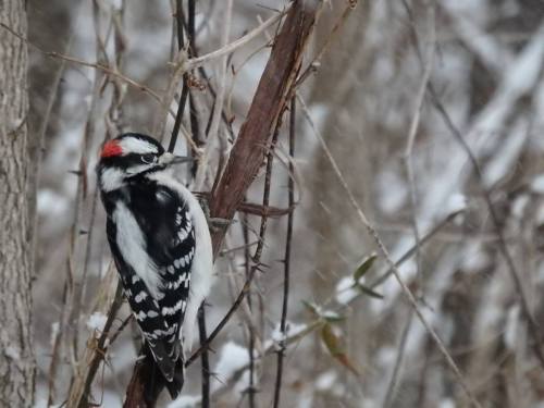 A woodpecker with a red cap and black-and-white plumage perched on a branch in a snowy, wooded area.