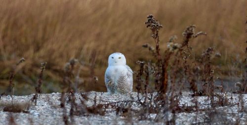 A snowy owl perched on the ground, surrounded by tall grasses and a blurred natural background.