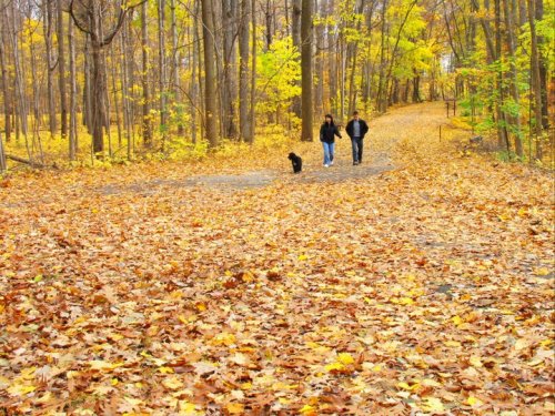 Two people and a dog walk along a leaf-covered path in a colorful autumn forest.