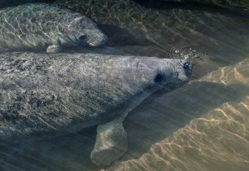 Two manatees swimming underwater, with sunlight creating ripples on the surface.