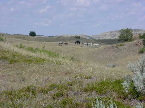 A group of horses grazing on a grassy hillside with rolling hills and a cloudy sky in the background.