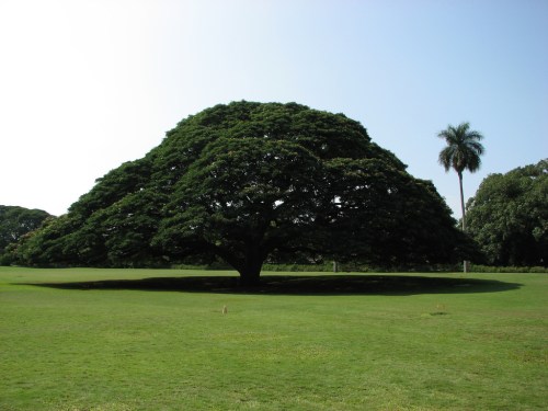 A large, lush tree with a broad canopy stands on green grass, surrounded by a clear blue sky and a palm tree in the background.