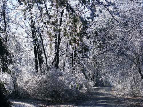 A serene winter scene with trees and branches covered in ice, creating a sparkling, frosty landscape along a quiet path.