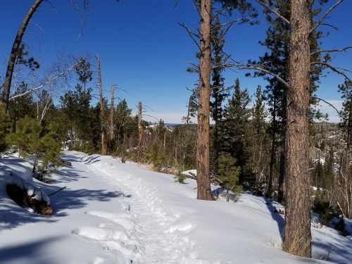 A snowy trail winding through tall pine trees under a clear blue sky.